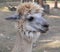 Lama, also known as the South American camels, Lower Austria