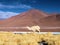 Lama on the altiplano