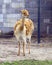 Lama animal alpaca ruminant Artiodactyla eyelash