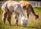 Lama animal eating grass