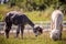 Lama animal eating grass