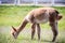 Lama animal eating grass