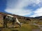 Lama in Bolivian Altiplano.