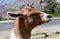 Lama close-up portrait in Peru, South America.