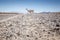 Lama crossing an unpaved road, Argentina