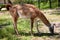 Lama eating grass on a sunny day