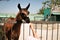 Lama eats food from the hands of a girl at the zoo. Animal farm. Child feeds lama at pet zoo.