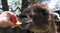 Lama eats food from a woman\'s hand at the zoo