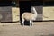 Lama Glama Streching in front the Stable