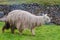 Lama graze at the ruins of Sacsaywaman