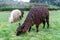 Lama graze at the ruins of Sacsaywaman