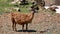 Lama grazing in the french mountains