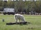 Lama grazing on a green meadow and eating on a clear Sunny day