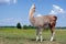 Lama grazing in the meadow. graceful llama on the field. llama at the farm