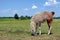 Lama grazing in the meadow. graceful llama on the field. llama at the farm