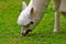 Lama grazing in zoo in augsburg in bavaria