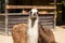 Lama guanaco, llama, Lama glama on the farm background