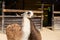 Lama guanaco, llama, Lama glama on the farm background