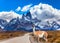 Lama guanaco in Patagonian pampas