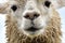Lama head. Wet white lama look. LLama muzzle detail