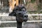 Lama head zoo outside looking cute black