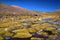 Lama among the hills of the plateau of the Altiplano. Peru