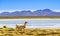 Lama by lagoon in Altiplano of bolivia