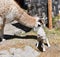 A lama and a lamb in Peru, South America