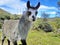 Lama looking at camera, Cajas National Park, Ecuador