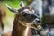 Lama looks into the camera and eats grass. Close-up portrait of a llama chewing grass.