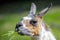 Lama looks into the camera and eats grass. Close-up portrait of a llama chewing grass.