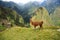 Lama in Macchu Picchu, Peru, South America