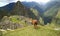 Lama in Macchu Picchu, Peru, South America