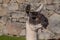 Lama at Machu Picchu ruins