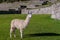 Lama at Machu Picchu ruins