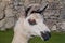 Lama at Machu Picchu ruins