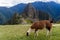 Lama at Machu Picchu ruins