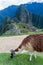 Lama at Machu Picchu ruins