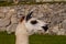 Lama at Machu Picchu ruins