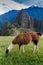 Lama at Machu Picchu ruins