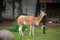 Lama in the open-air cage of Moscow Zoo. Russia.