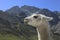 Lama profile and Pyrenees Mountains