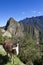 Lama and ruins of the lost Inca city Machu Picchu in Peru - South America