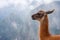 Lama\'s portrait at mountains background in Peru