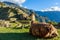 Lama sitting on grass and looking at terrace of Machu Picchu