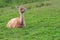 Lama sitting wool alpaca mammal farm animal in green field agriculture livestock