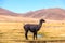 Lama standing in a beautiful South American altiplano landscape