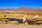 Lama standing in a beautiful South American altiplano landscape