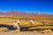 Lama standing in a beautiful South American altiplano landscape