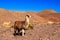 Lama standing in a beautiful South American landscape